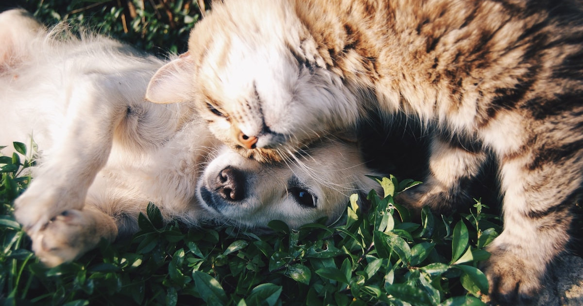 5 Fehler, die fast alle Hunde- und Katzenbesitzer beim Futter machen – Nr. 3 hat uns überrascht